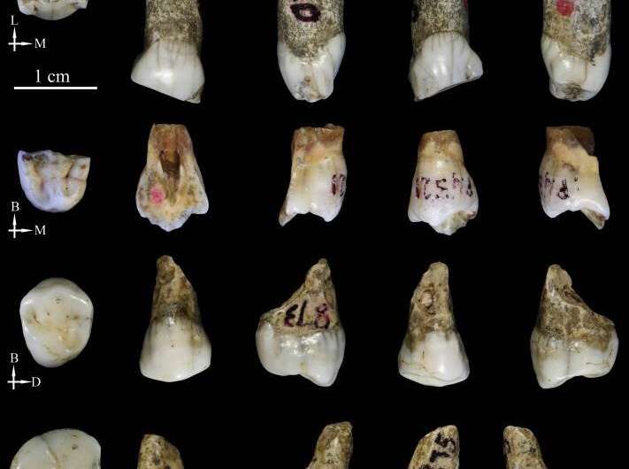 Tongzi hominids are potentially a new human ancestor in Asia