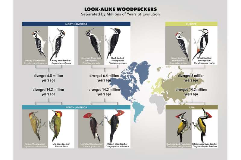 Study: Some woodpeckers imitate a neighbor's plumage