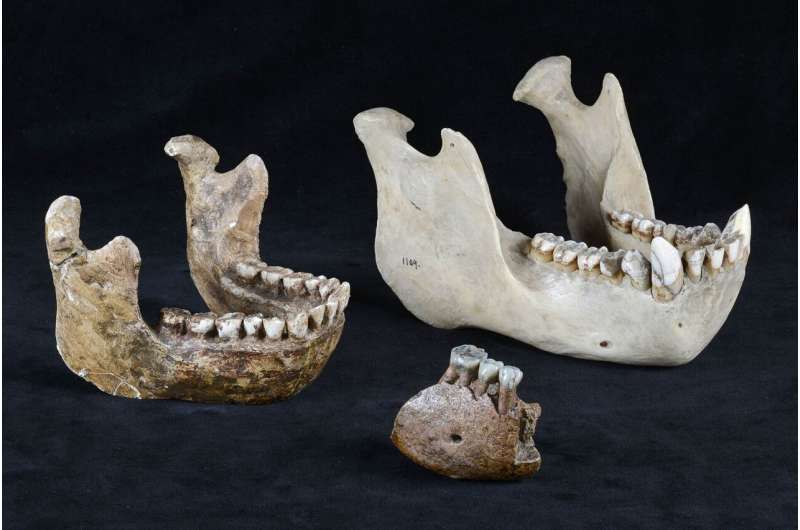Studies of fossil teeth reveal another Pleistocene ape species from Southeast Asia