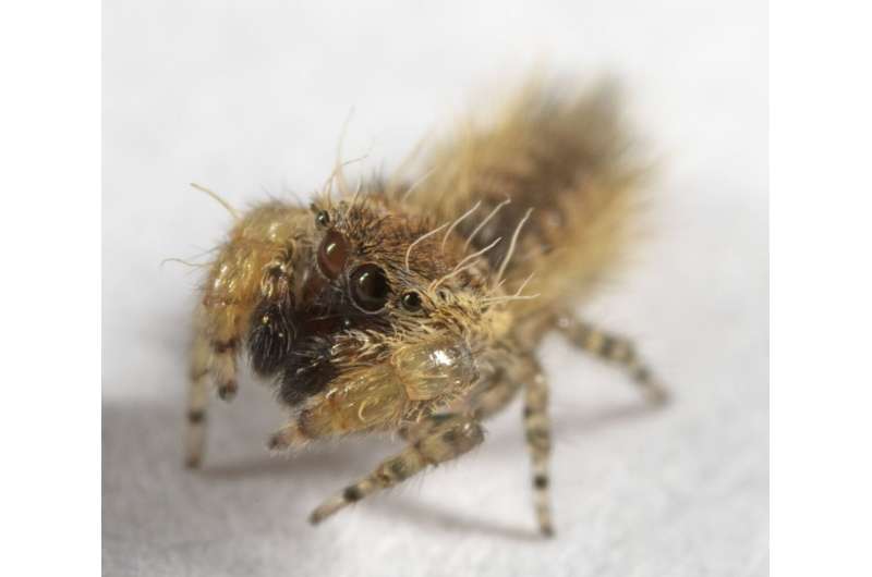 Cute jumping spider named for children’s author