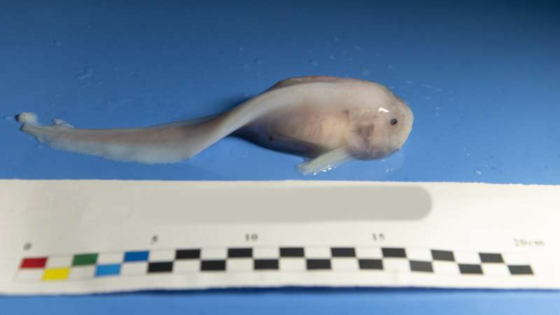 **Sequencing of snailfish from Mariana Trench reveals clues on how it adapted to live in such deep water