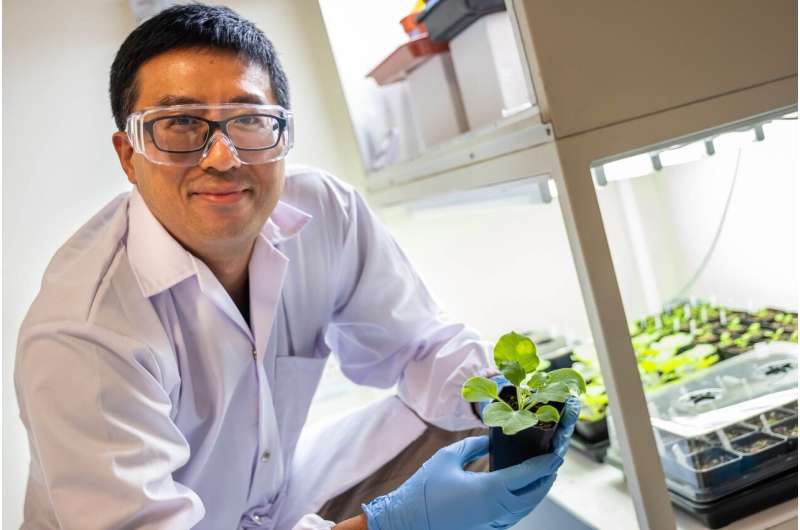 Scientists discover sustainable way to increase seed oil yield in crops