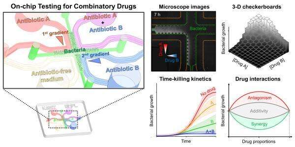 On-chip Drug Screening for Identifying Antibiotic Interactions in Eight Hours
