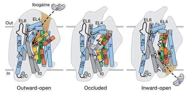 Treating addiction: Cryo-EM technology enables the 'impossible'