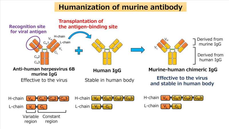 Humanization of antibodies targeting human herpesvirus 6B