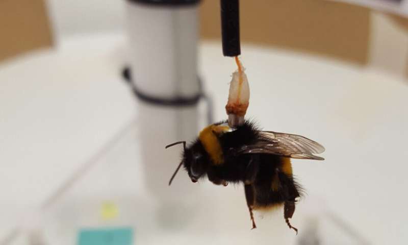 Pesticide exposure causes bumblebee flight to fall short