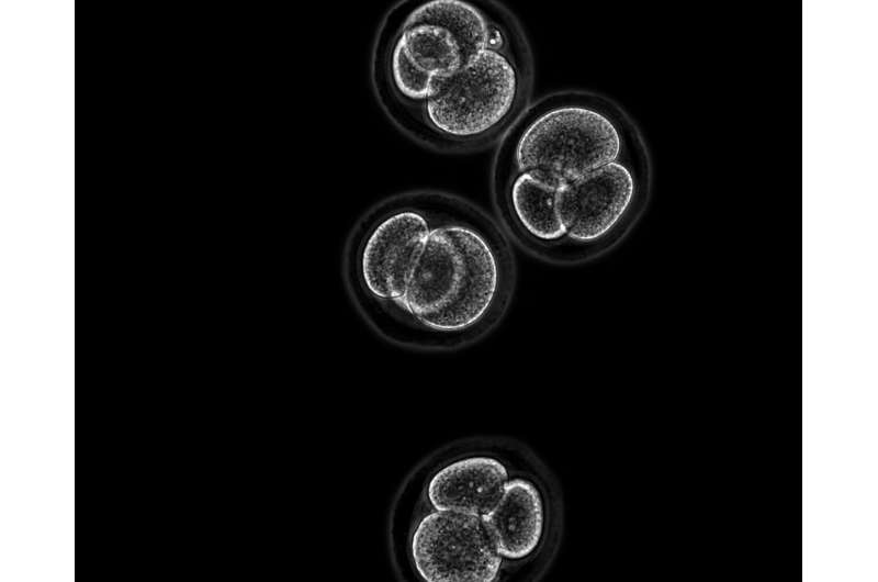Forget sperm and eggs, researchers have created embryo stem cells from skin cells