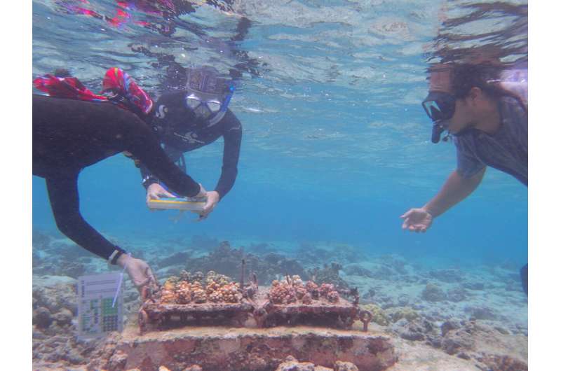 Naturally heat resilient corals transplanted to nurseries survive El Nino bleaching event