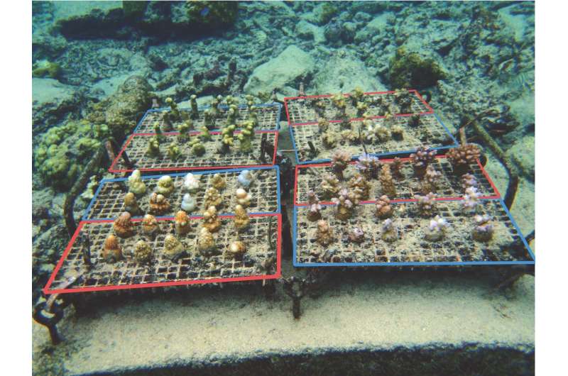 Naturally heat resilient corals transplanted to nurseries survive El Nino bleaching event