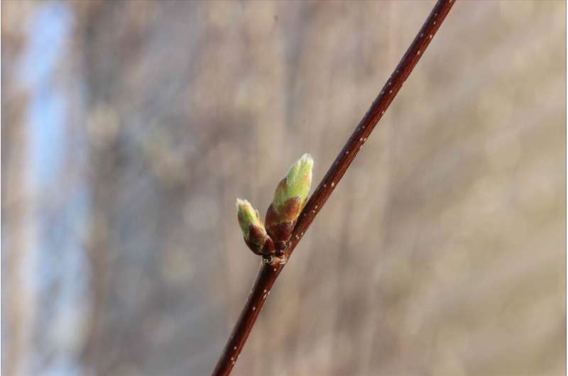 Predicting early spring budburst with genetics against a climate change backdrop