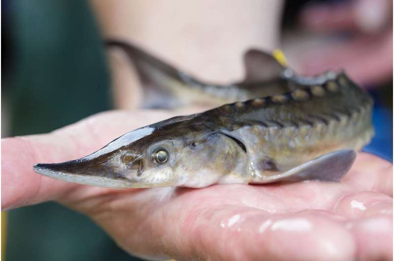 Threatened sturgeon learns for the fitness
