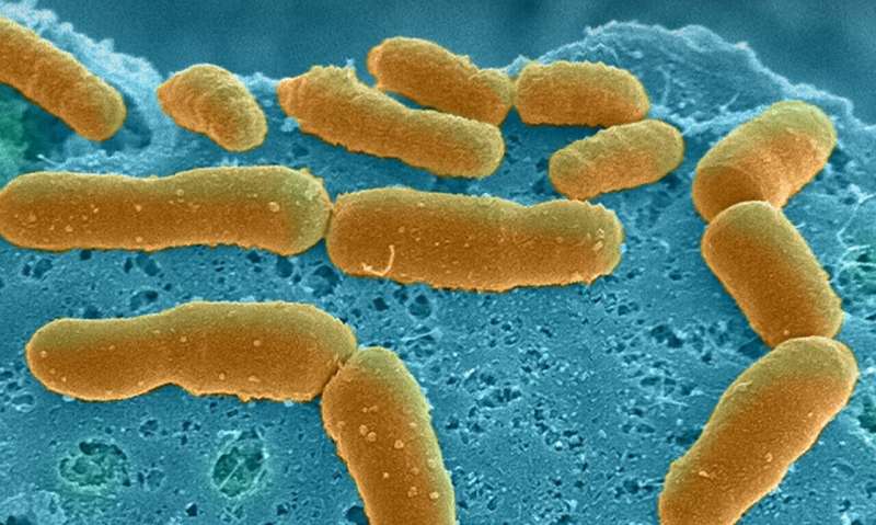 Human gut microbiome physiology can now be studied in vitro using Organ Chip technology