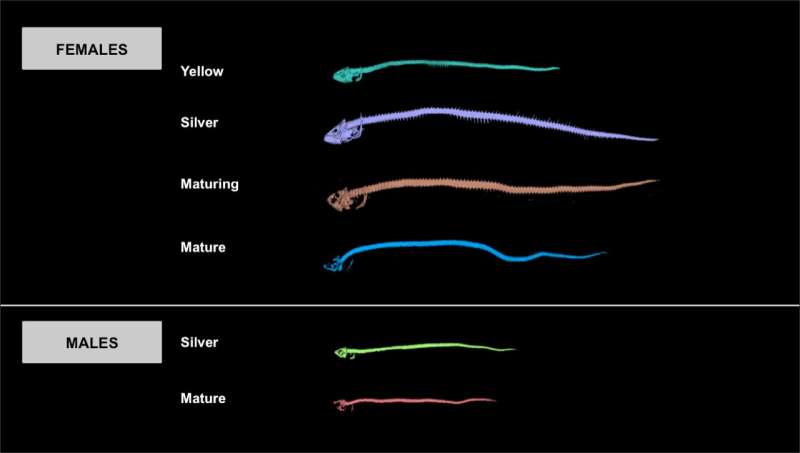 Researchers find bone resorption and body reorganization result in transfer of toxic metals in anguillid eels