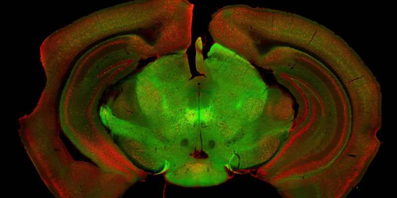 Relay station in the brain controls our movements