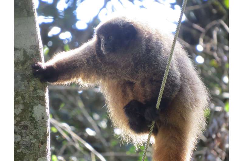 Titi monkeys found to use probabilistic predator calls to alert others in their group