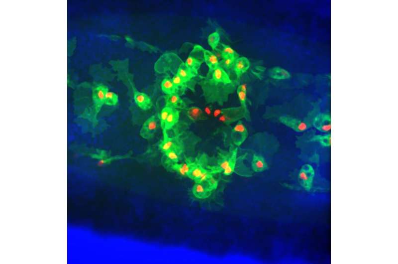 Dead cells disrupt how immune cells respond to wounds and patrol for infection
