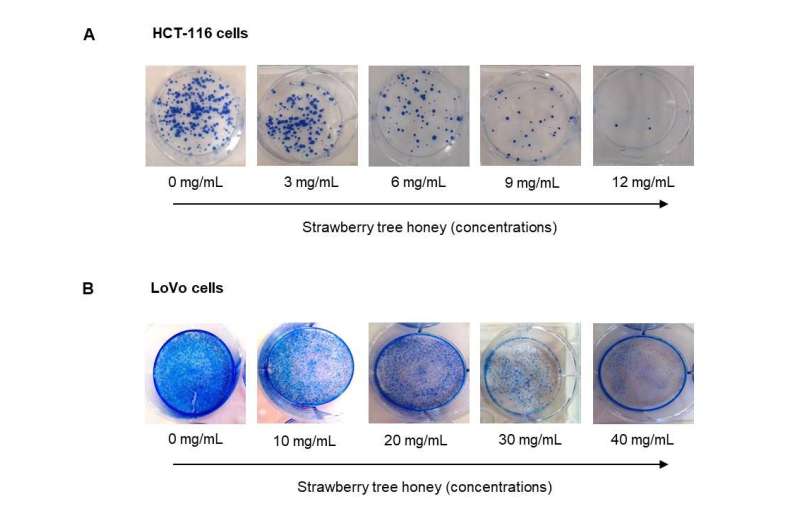 Strawberry tree honey inhibits cell proliferation in colon cancer lines
