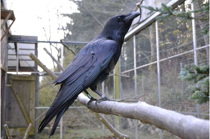 **Researchers find evidence of negative emotional contagion in lab ravens