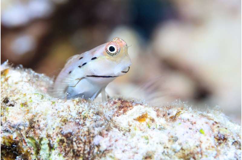 Live fast, die young: Study shows tiny fishes fuel coral reefs