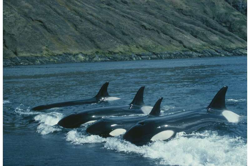 Family crucial to orca survival