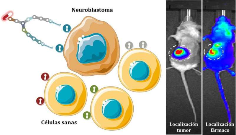 New synthetic molecules deliver drugs to the neuroblastoma