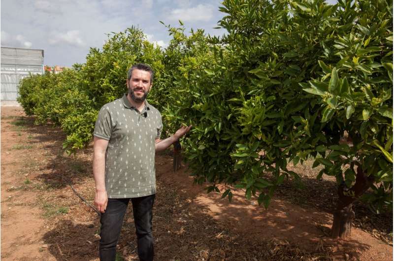 Climate change puts commercial viability of citrus, vineyards and olive trees at risk