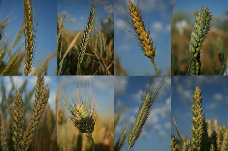 Researchers trace the genetic history and diversity of wheat