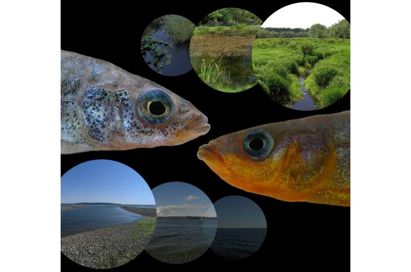 ++**Freshwater find: Genetic advantage allows some marine fish to colonize freshwater habitats