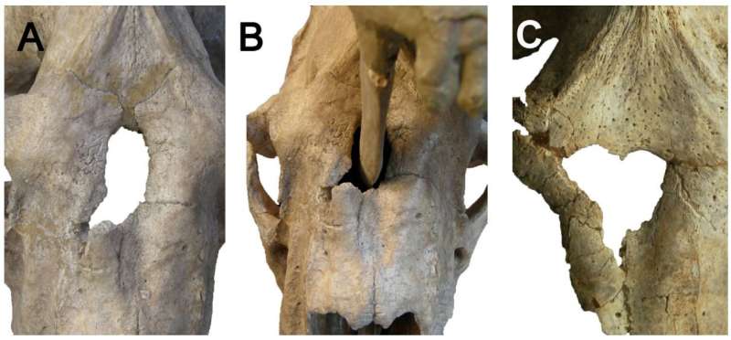 Saber-toothed tiger fossils provide evidence of canines able to puncture a skull