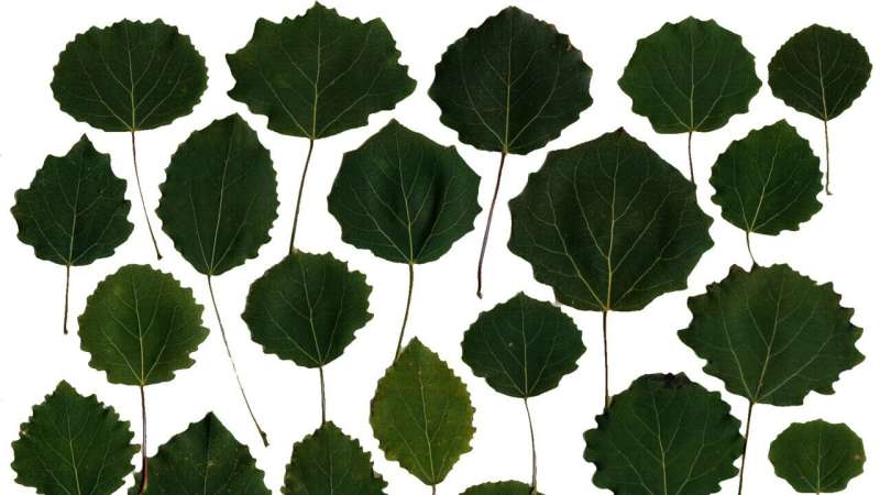 Explaining the shape of a leaf with the help of systems biology