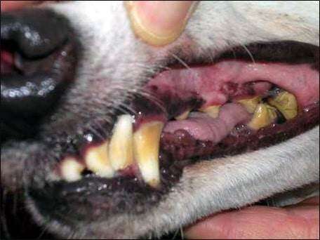 Bad teeth revealed as biggest problem for pet greyhounds