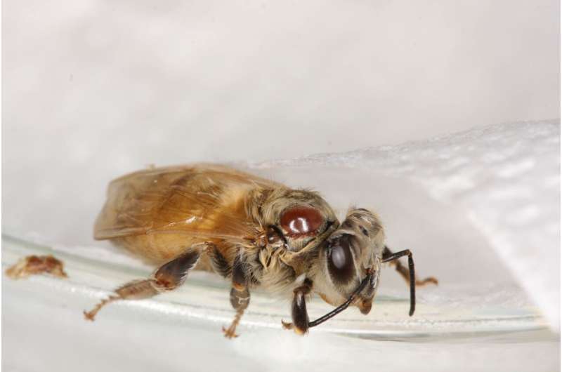 A combination of insecticides and mite weakens honeybees