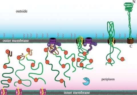 A novel antibiotic idea: Preventing bacterial stickiness