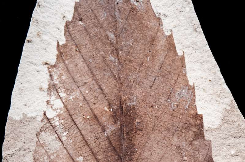 Argentine fossils take oak and beech family history far into Southern Hemisphere