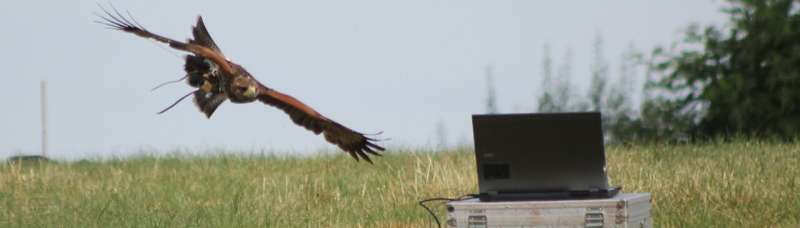 Hawks' pursuit of prey has implications for capturing rogue drones