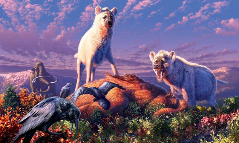 Fossil teeth reveal ancient hyenas in the Arctic