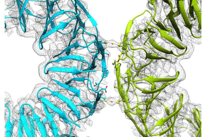 Gold adds the shine of reversible assembly to protein cages