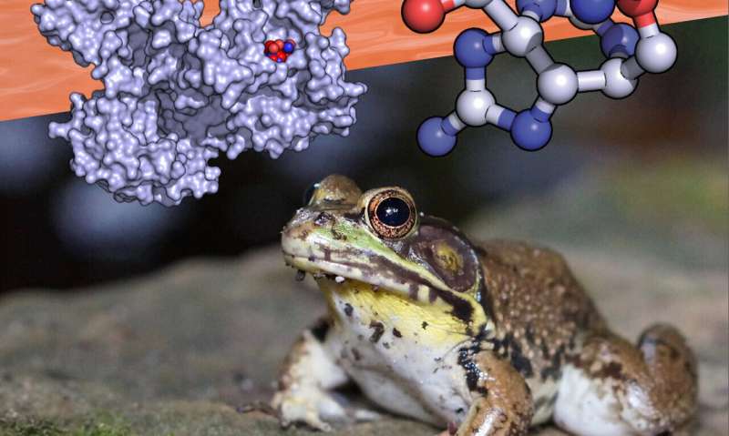 Frog protein may mitigate dangers posed by toxic marine microbes