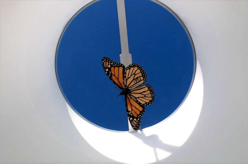 Monarch butterflies bred in captivity may lose the ability to migrate, study finds