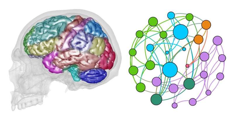 Network analysis applied to the study of cerebral macroanatomy
