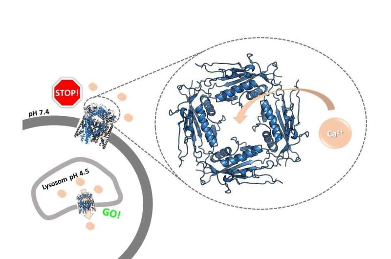 An ion channel with a doorkeeper: The pH of calcium ions controls ion channel opening