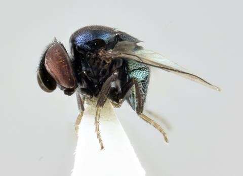 A family of insect new to Britain discovered in the Natural History Museum’s Wildlife Garden