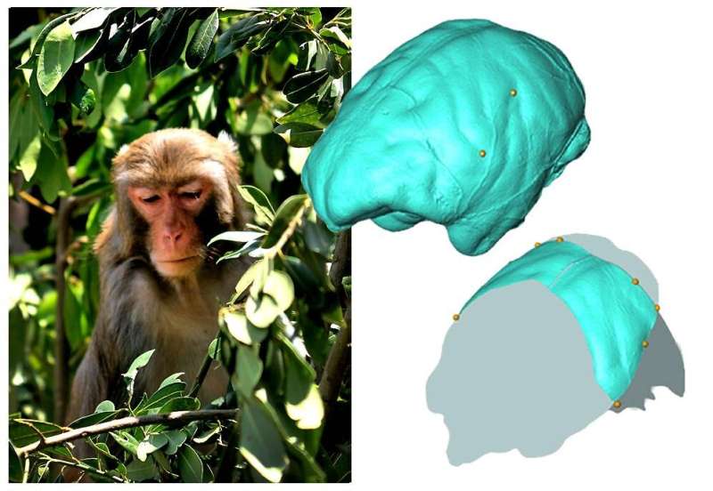 Analysis of the parietal anatomy of Old World monkeys