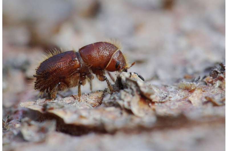 Scientists alarmed by bark beetle boom