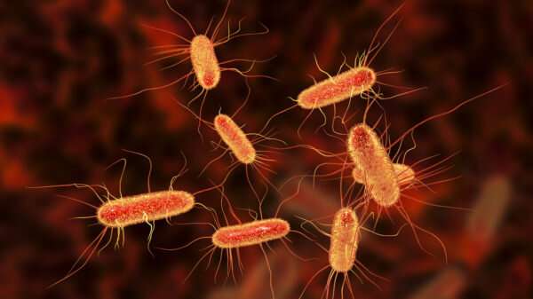 Existing drug may help fight the lethality of E. coli infection