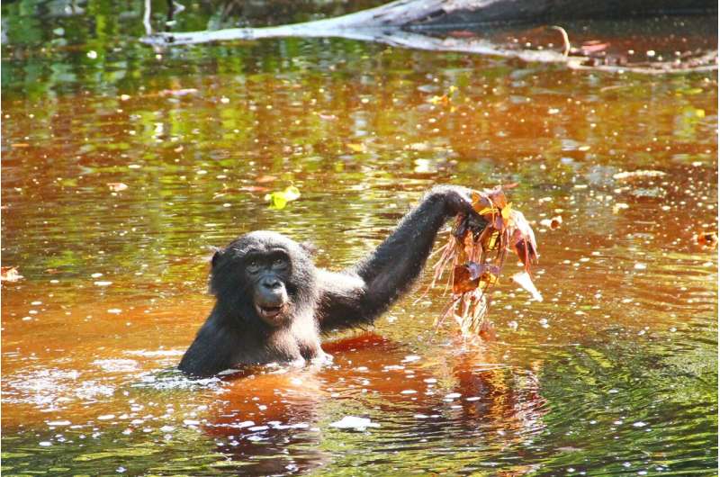 Bonobo diet of aquatic greens may hold clues to human evolution