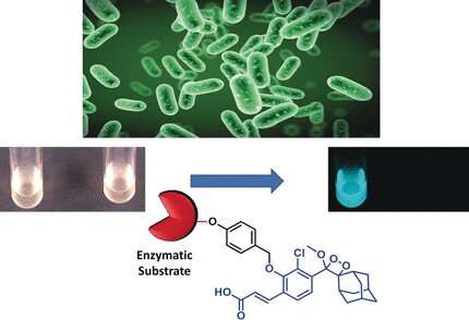 Chemiluminescence probes for the rapid and sensitive detection of salmonella and listeria