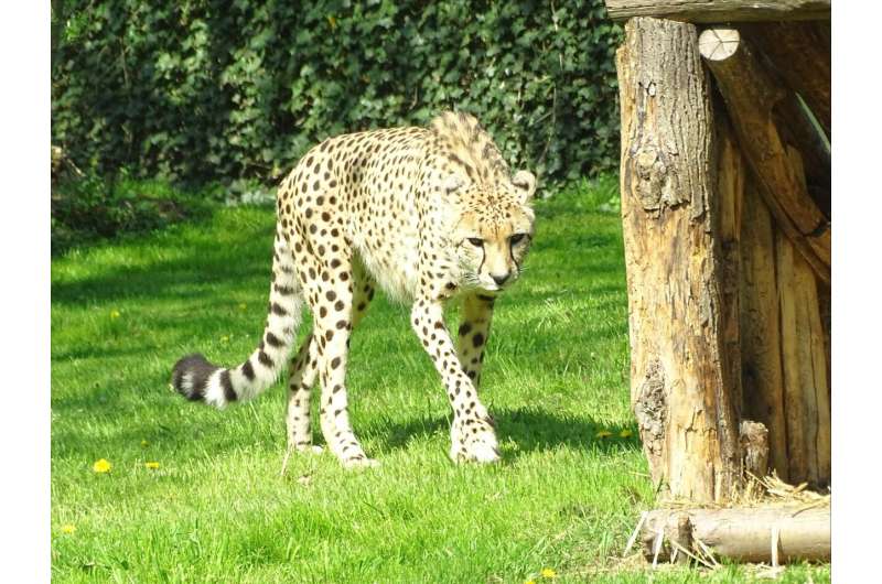 Early first pregnancy is the key to successful reproduction of cheetahs in zoos