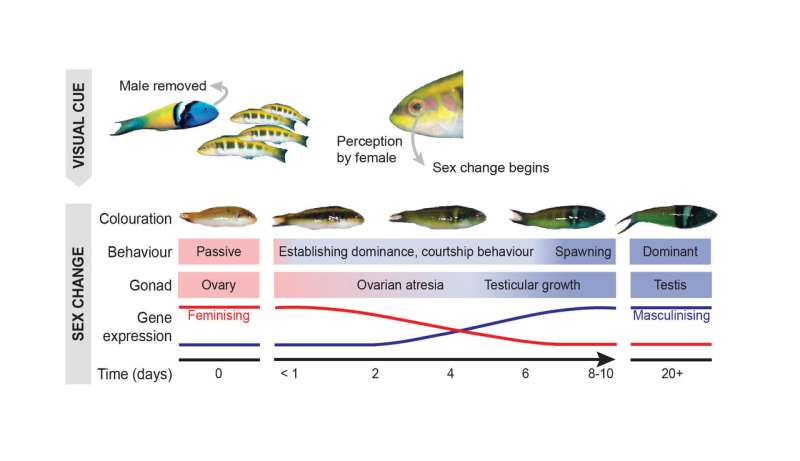 Secrets of a sex-changing fish revealed