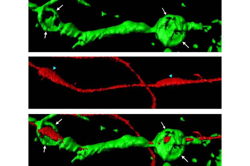 First step to induce self-repair in the central nervous system